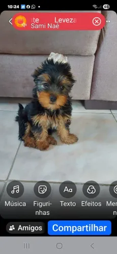 Yorkshire lindo com 50 dias apenas 1 machinho
