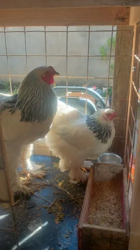 Vende se casal de Brahma light