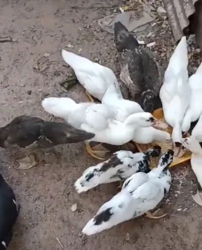 Vendo 12 patos