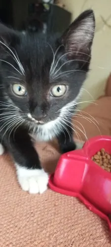 Doação de Gatinha