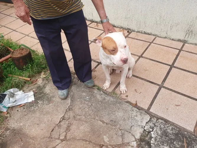 Doa se pitbull