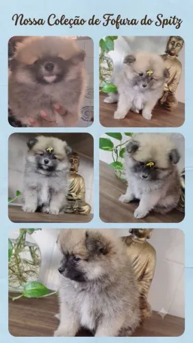 Lulu da Pomerânia