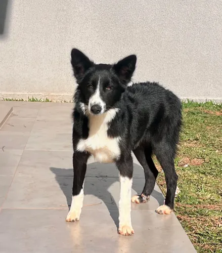 Filhote Border Collie para adoção