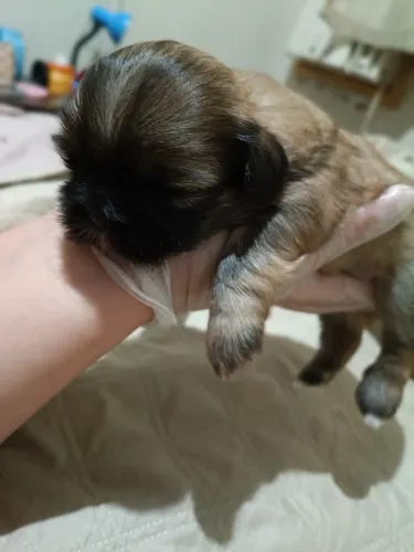 Fêmea shih tzu olhos claros sou de Madureira 1200,00