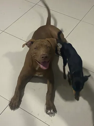 Vende-se filhote de pit monster