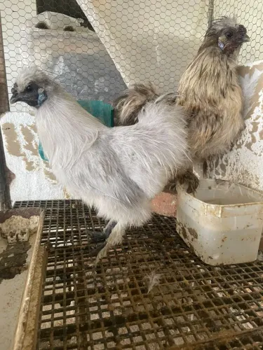 Macho de sedosa do japao