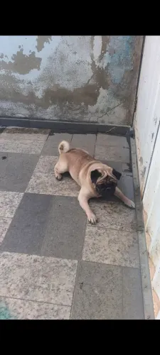 Pug 