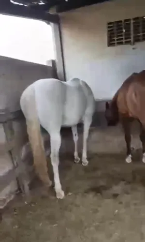 Cavalo Quarto de Milha a venda