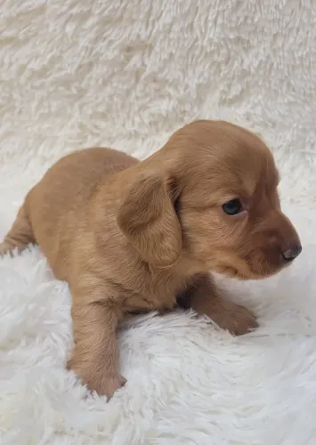 Dachshund fêmea pelo longo