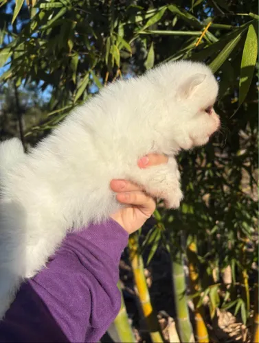 Cachorro para doação