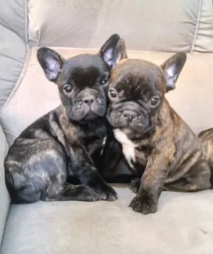 Buldogue francês 
