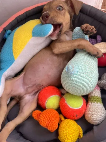 Vende-se filhote de Pit Bull ou troca sem do meu interesse