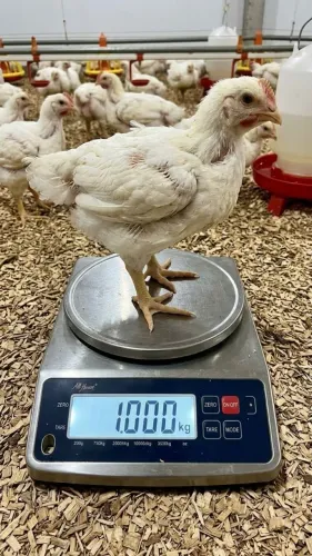 Frango com 700g a 1kg R$15,00 com 01 dia R$7,00
