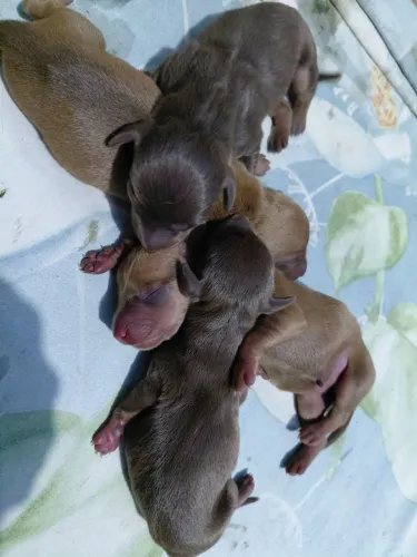 Cachorrinhos dachshund