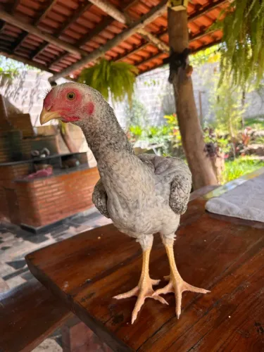 Frango caipira