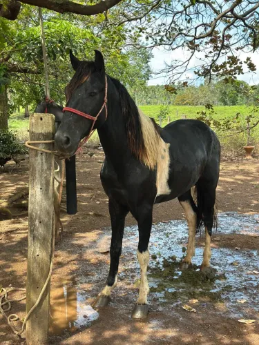 Mangalarga Marchador Pampa de Preto