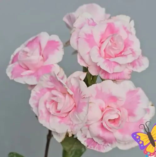 Rosa do deserto $150 (Belém)