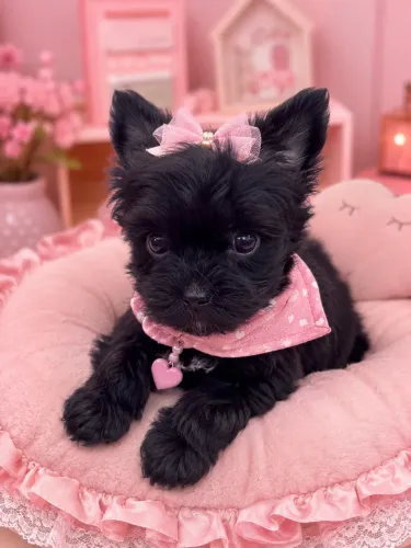 Incrível filhote de yorkshire fêmea Black! MICRO!