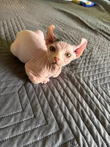 Sphynx filhotes 2 meses