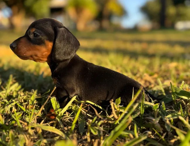 Basset Dachshund Mini Fêmea