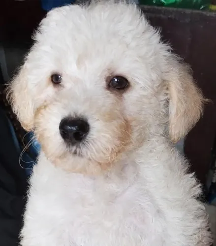 Filhote de Poodle Puro - Animal dócil e Carinhoso.