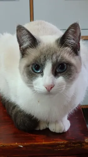 Gato Macho Castrado Adoção