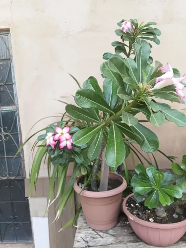 Rosa do deserto vaso grande entrega gratis em toda pvh