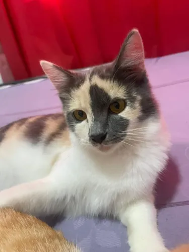 Gata fêmea castrada