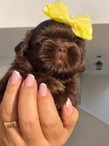 Filhote de Shih Tzu chocolate(Fêmea)