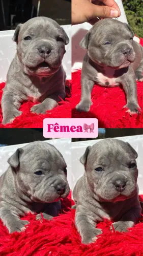 Filhotes de Pitbull