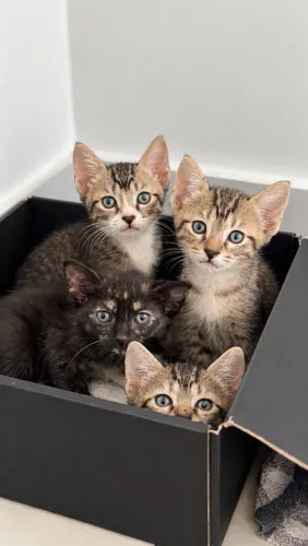 Adoção gatinhos lindos
