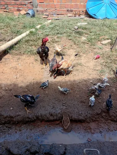 Galinhas e Franguinhos