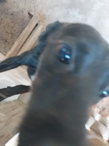 Cachorro doação