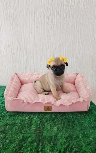 Filhote de Pug fêmea