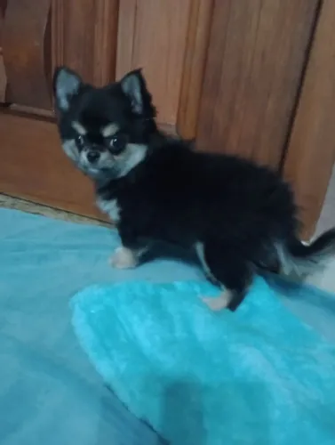 Chihuahua Linhagem Russa em 10x no Cartão, macho..