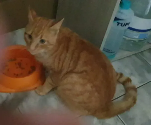 Gato para doação responsável, urgente 