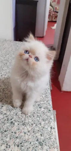 Gatos persa e exóticos,  vacinas , pedigree 