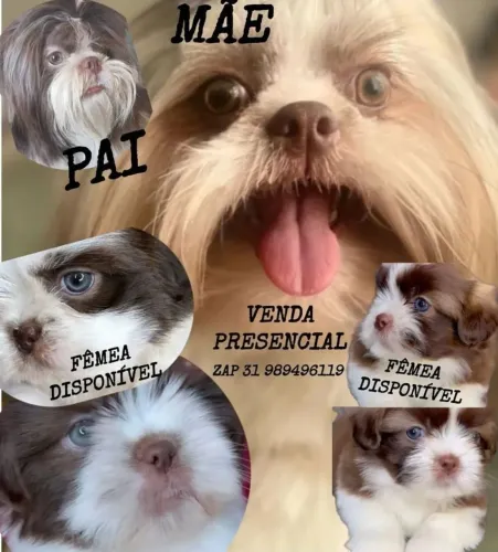 Leia Shih-tzu fêmea 1.300 macho 890,00 linhagem chocolate SeteLagoas NÃO RESPONDO CHAT