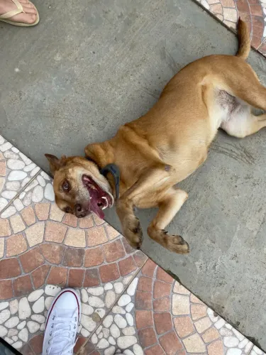 Doasse cachorra 