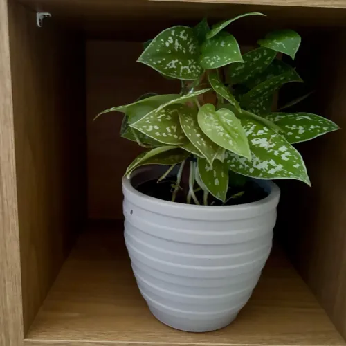 Planta Jiboia Prateada