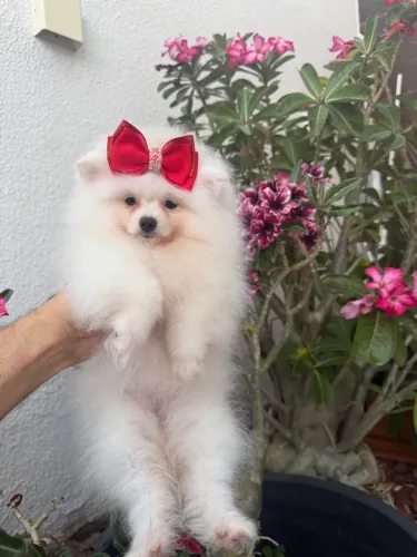 Spitz alemão macho e femea disponíveis