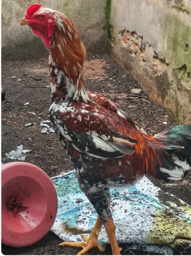 Índio gigante