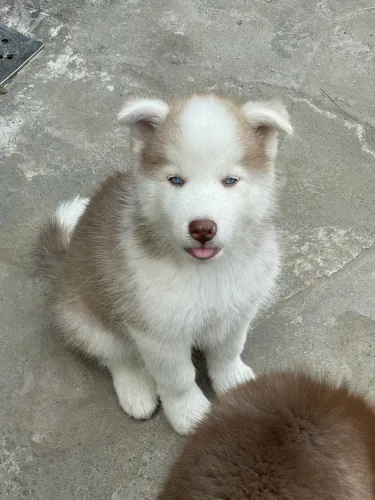 Filhotes de Husky Siberiano 