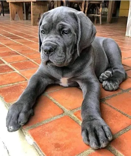 Cane Corso Super Inteligentes