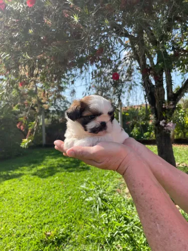 Shih-tzu macho com pedigree