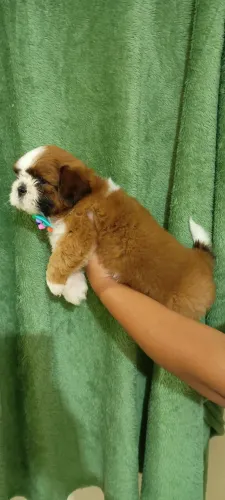 Shih Tzu filhote macho