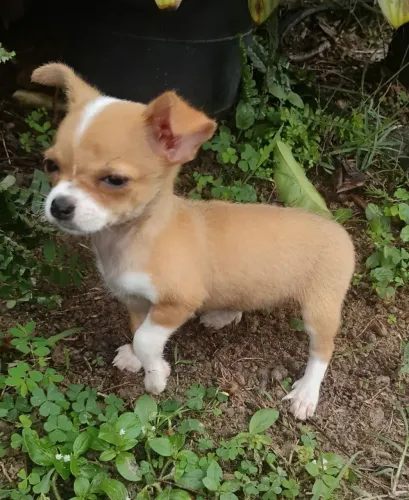 Chihuaua fêmea