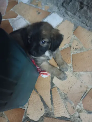 Doação de cachorrinhos