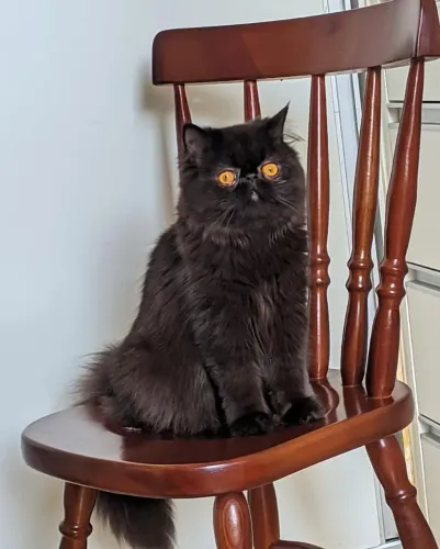 Gato Persa Sansão procura namorada