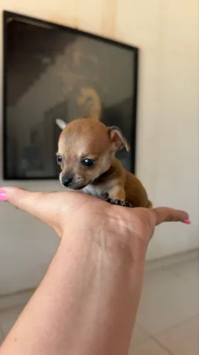 Pinscher zero de bolso
